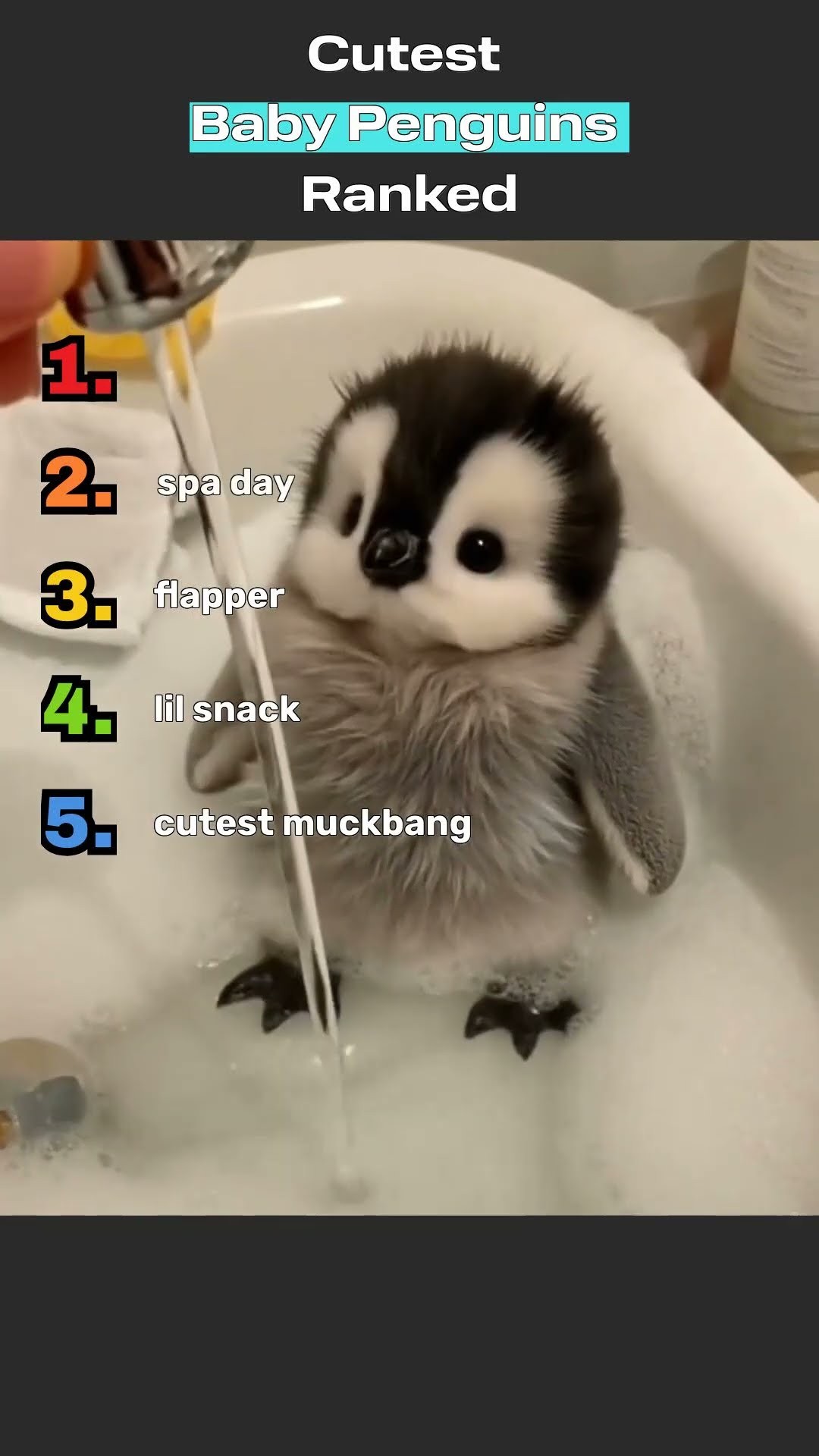 Cutest Baby Penguins of the Internet
